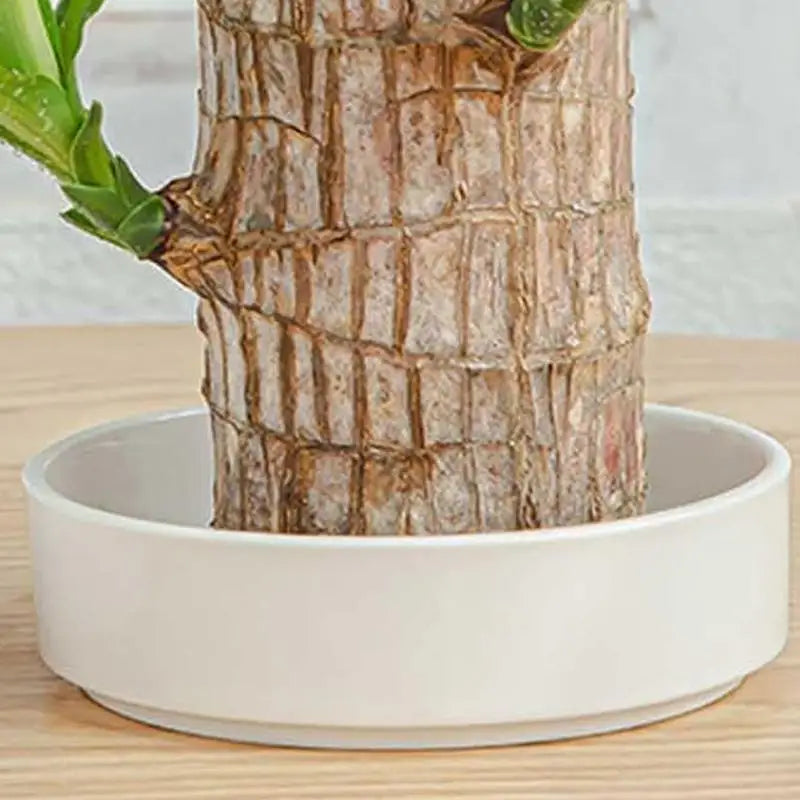 Brazilian Wood Decor Tray Plant Small Holder Decorative Saucer Tabletop Water Plant Dish For Meeting Room College Dorm Bedroom