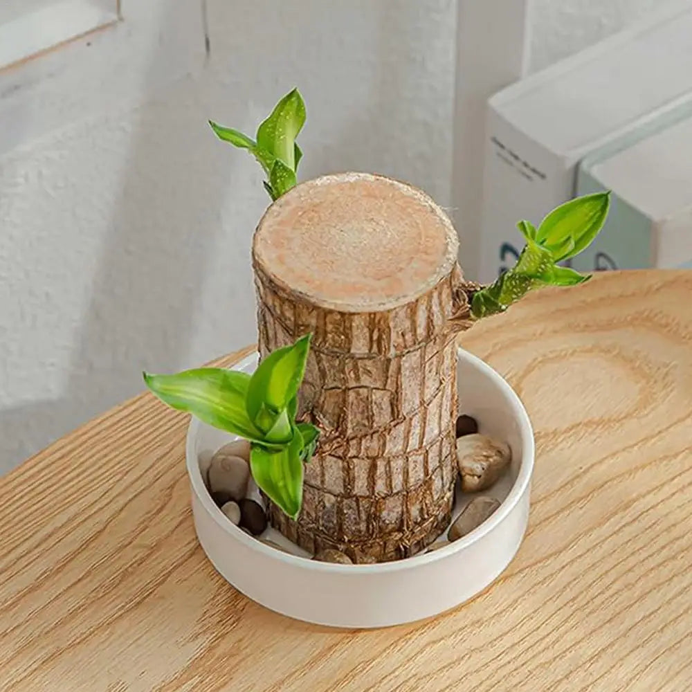 Brazilian Wood Decor Tray Plant Small Holder Decorative Saucer Tabletop Water Plant Dish For Meeting Room College Dorm Bedroom